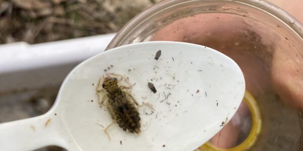 Wetlands Management Project: Protecting our biodiversity