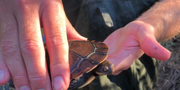 Castlemaine Steiner School & Kindergarten Collaborates with NCCMA for Exciting Wetland Survey and Conservation Effort